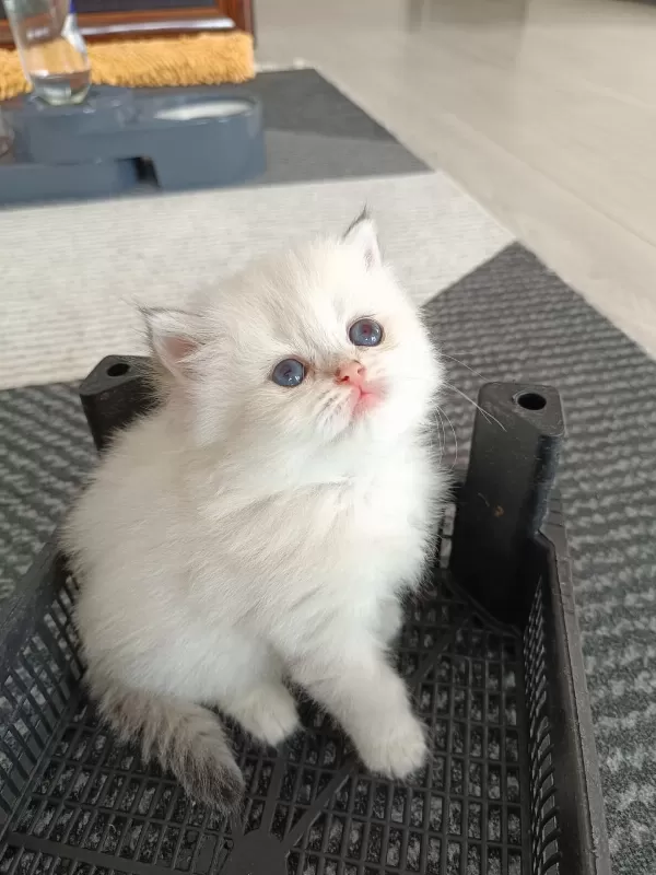 Muhteşem Güzellikte Golden Blue Point British Longhair