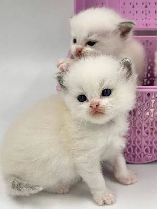 Şampiyon Kan Hatlarından Safkan Ragdoll Bebekleri!