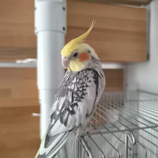 1 Yaşında Ele Alışkın Konuşan Sultan Papağanı