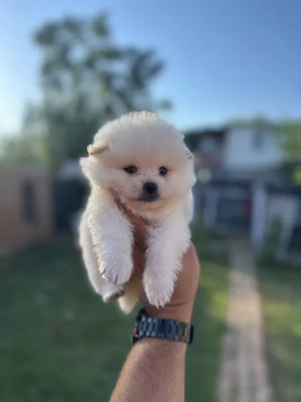 Pomeranian Yavrularımız