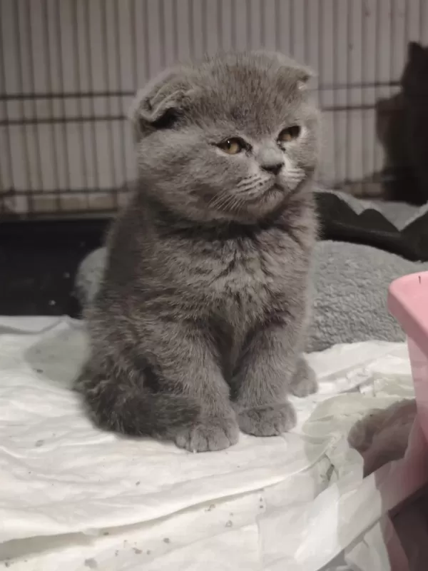 British Shorthair Ve Scottish Fold Yavrular Teslime Hazır
