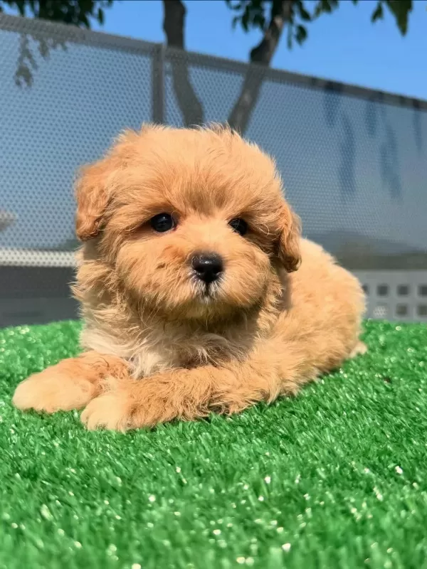 F2 Maltipoo Yavrulari