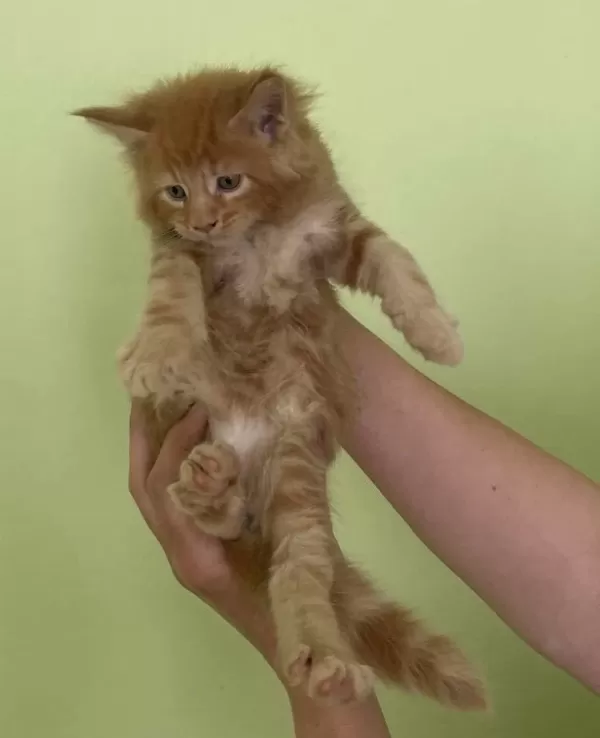 Maine Coon Erkek Kırmızı