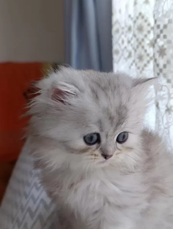 Dişi British Longhair Silver Point Yavru
