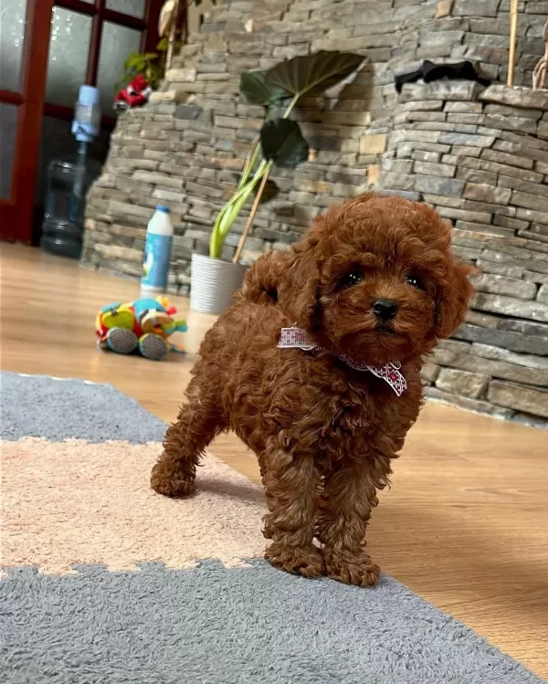 Toy Poodle Bebeklerimiz