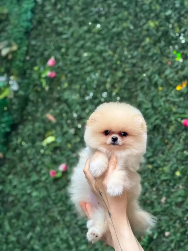 Sağlik Ve İrk Garantili Pomeranian Köpekler