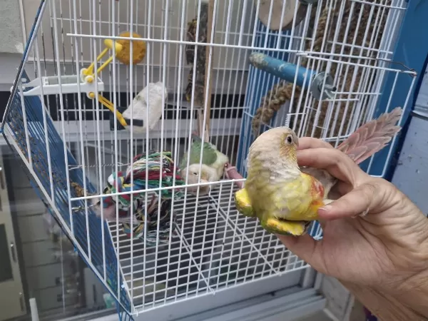 Evcil Konur Papağanlar