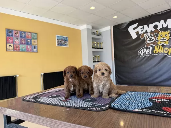 Shoooowwww Kalite Maltipoo Yavrular Ankara Mağazamızda