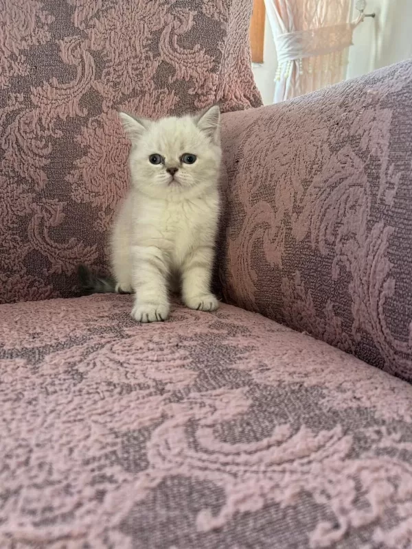 British Shorthair Blue Point