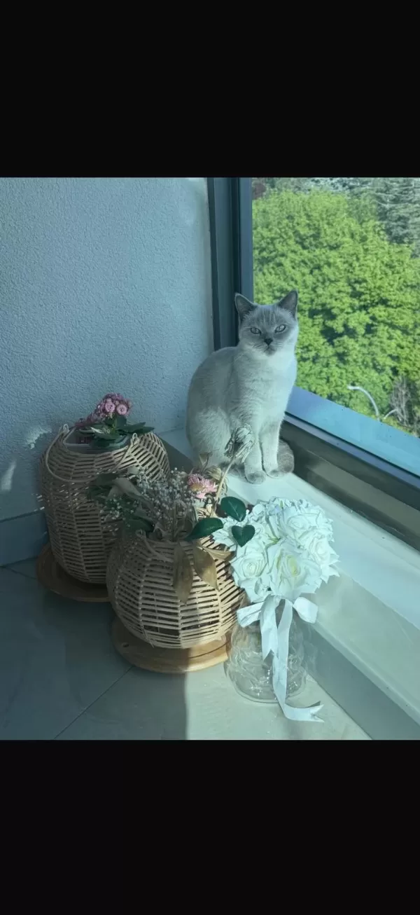 8 Aylık Dişi British Shorthair