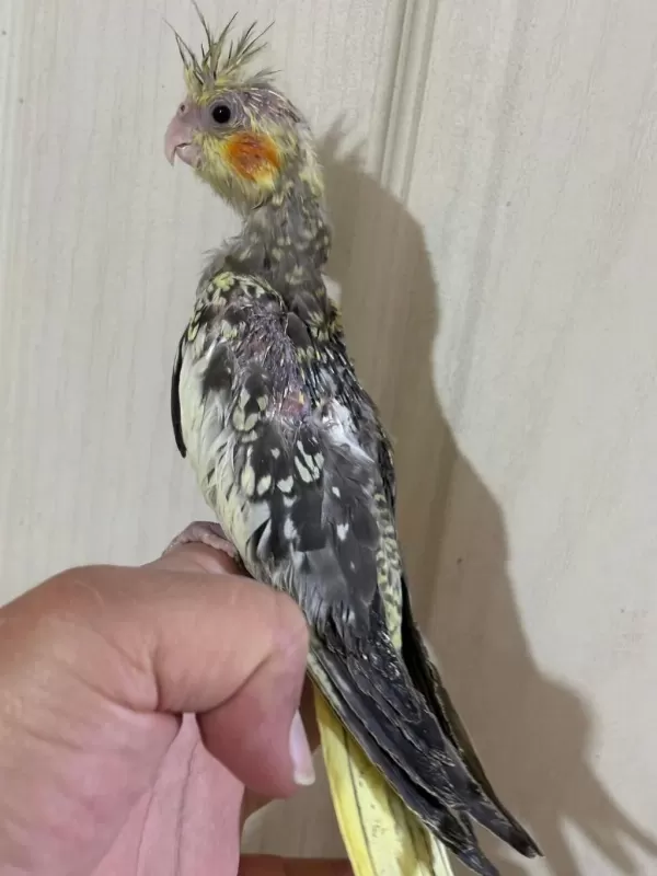 38 Günlük El Besleme Evcil Sultan Papağani Bebek