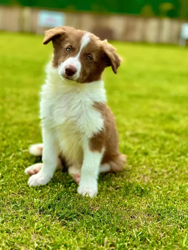 Border Collie Yavruları Aşıları Tam
