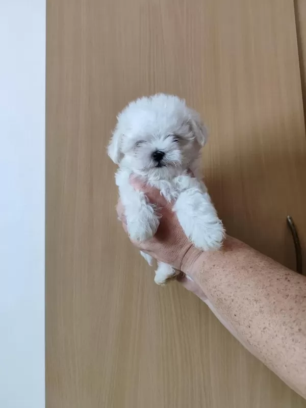 Maltese Terrier Adrese Teslim, Kapıda Ödeme Yapabilirsiniz