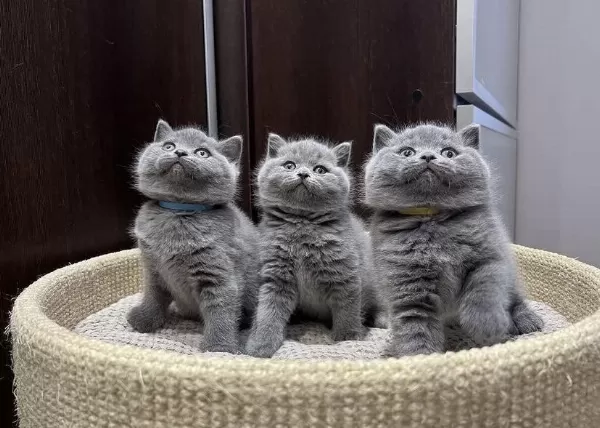 British Shorthair Yavrularim