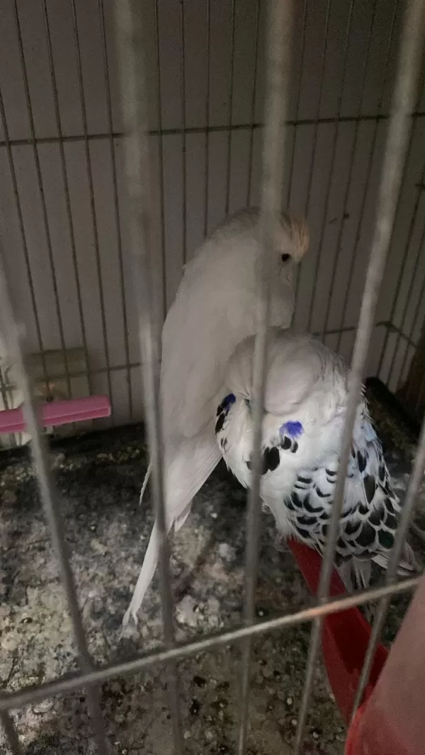 Sahibinden Hazır Takım Show Jumbo Muhabbet Kuşu