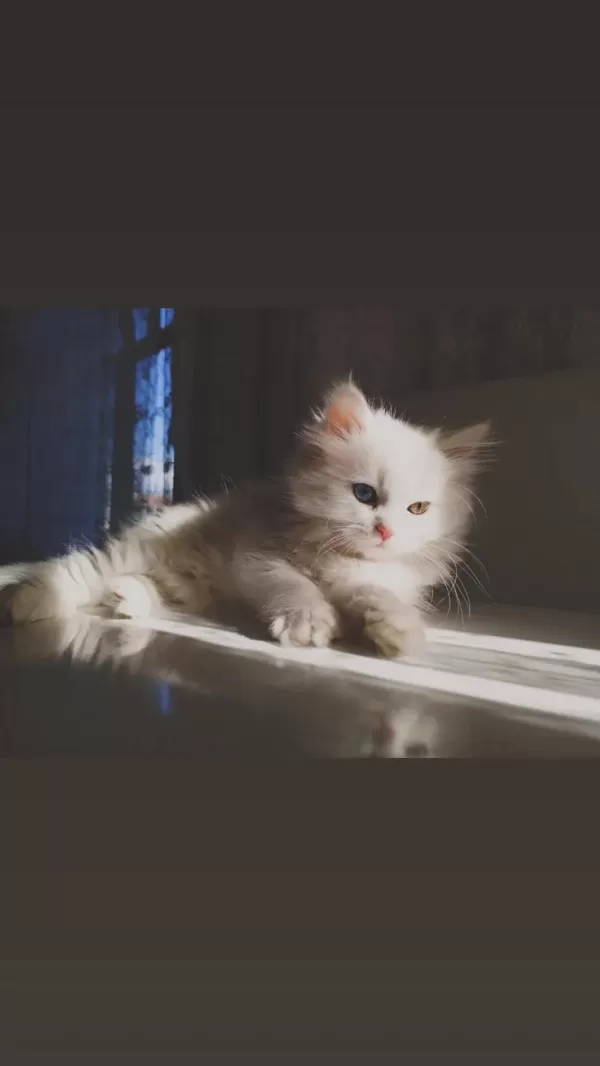 Çok Nadir Bulunan Yavru Kedimiz