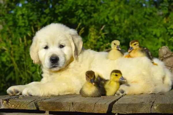 Golden Retriever Adrese Teslim Kapıda Ödeme Yapabilirsiniz