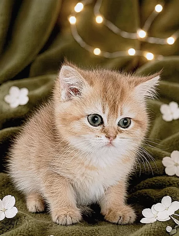 British Shorthair Golden Yavrular