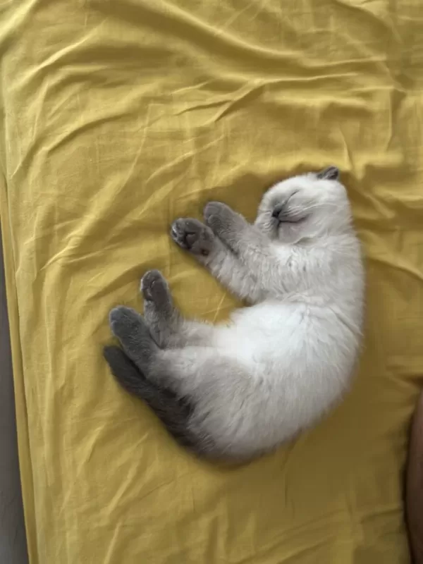 British Shorthair Blue Point Yavrular