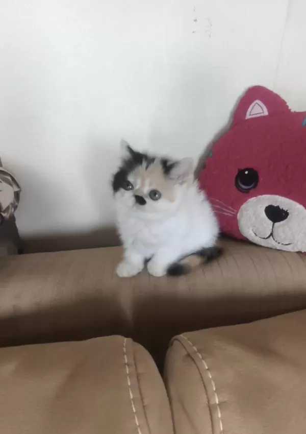 Sevimli Exotic Shorthair Kızlar