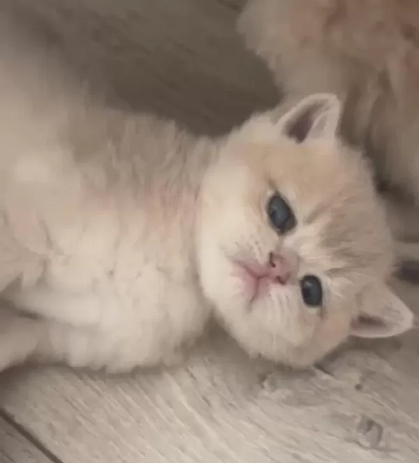 Muhteşem Safkan British Shorthair Golden
