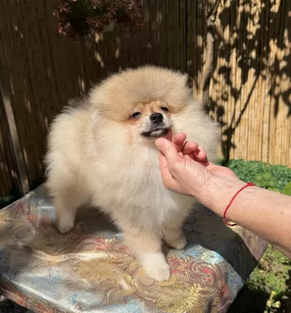 Pomeranian Boo Erkek Garantili