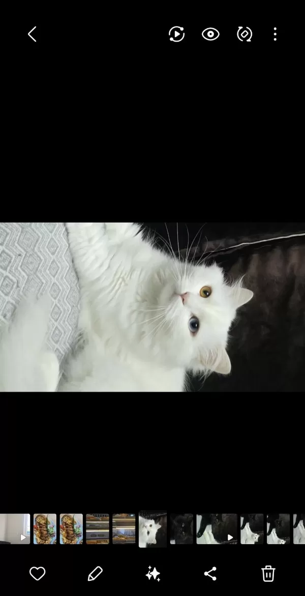 2 Yaşındaki Kedimiz Takip Koşulu Sahiplendirilecektir