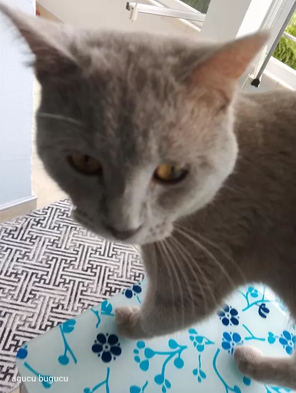 Sağlıklı Canım Kedim Deha