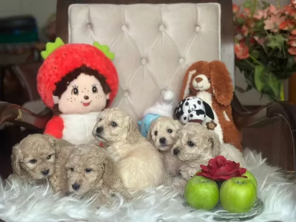Wc Egitimli Toy Poodle Yavrularımız Fenomen Pets Ankara