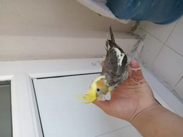 Yeme Düşen Taze Sultan Papağanı Bebekler