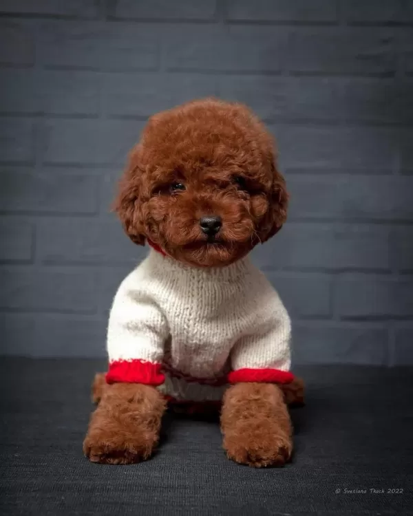 Ruhsatli Çiftlikten Toy Poodle Bebekler
