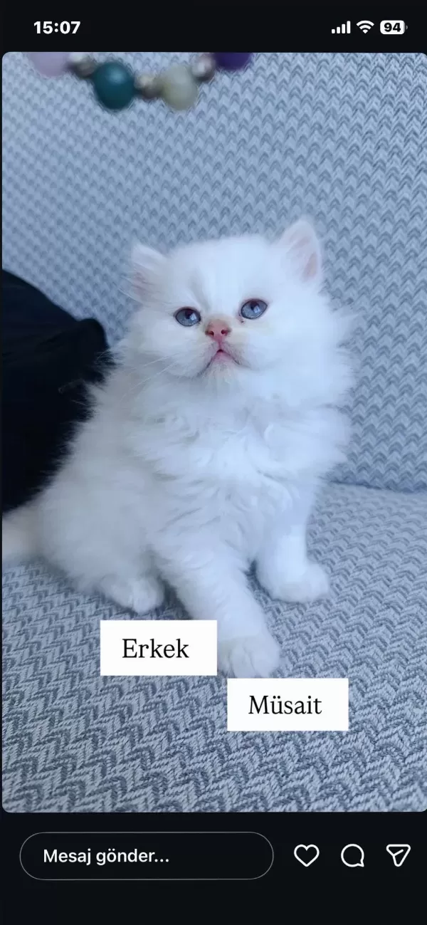 Sadece Aileye British Longhair