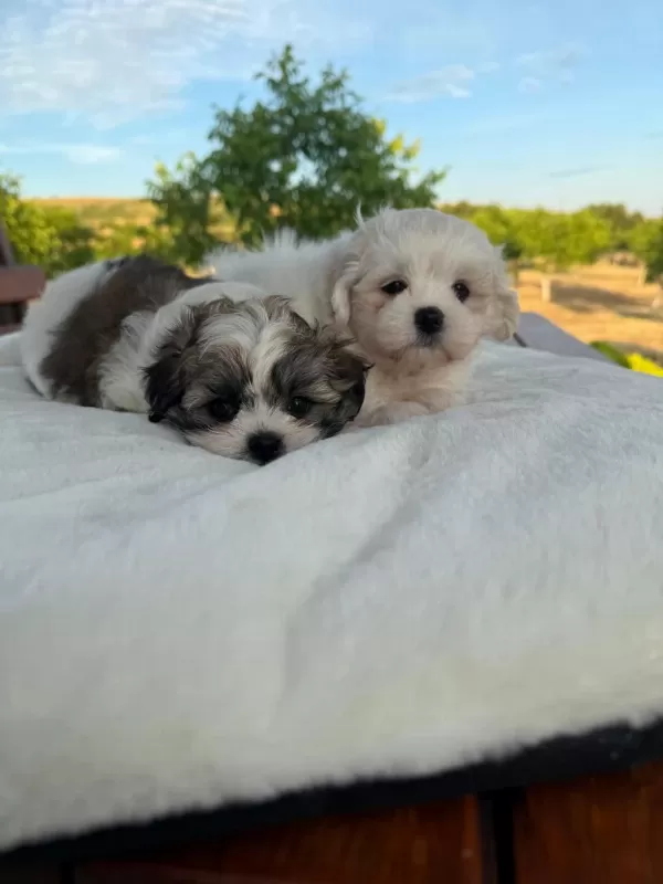 Açık Renk Ve Trecolor Shih Tzu Bebekler Sun Kennels