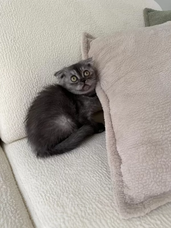 Anne Altından Baykuş Gözlü Scottish Fold Kızımız Oyuncu
