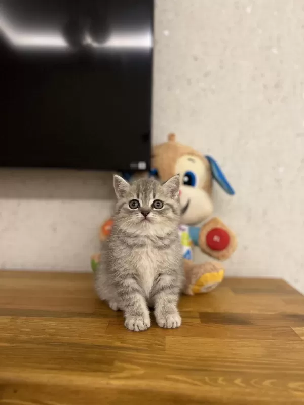 British Shorthair Yavrular