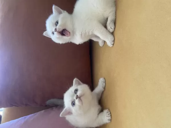 Minik Yavru Kedilerimiz