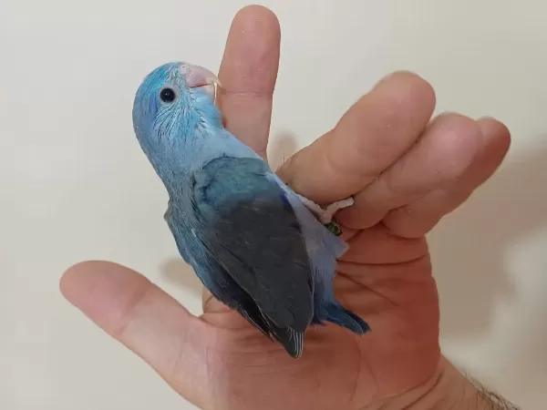 Yeme Düşmeye Yakın Yavru Erkek Forpus