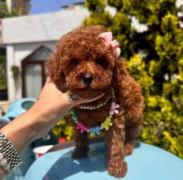 Sevimli Toy Poodle Yavrularımız