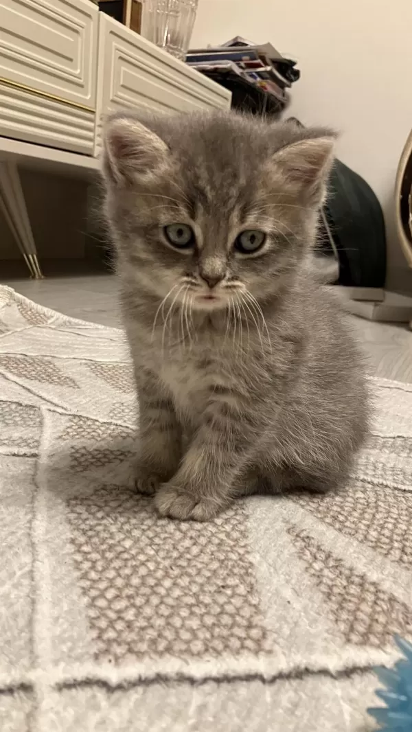 45 Günlük Gri Erkek Yavru British Shorthair