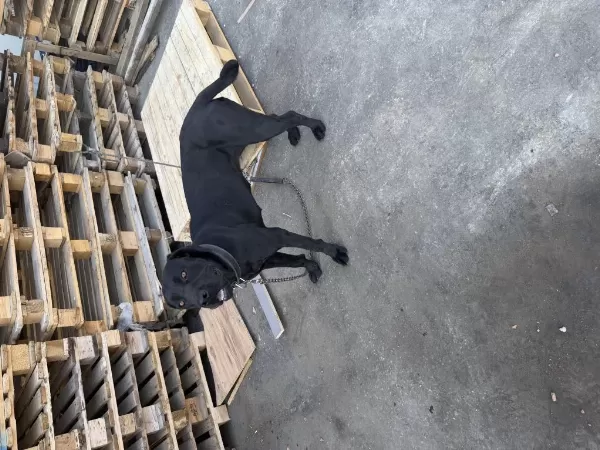 1 Yaşında Dişi Cane Corso