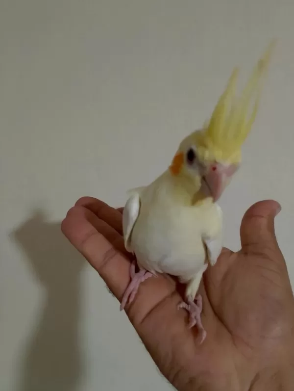 Sağlıklı 3 Aylık Sultan Papağanı Yavrular