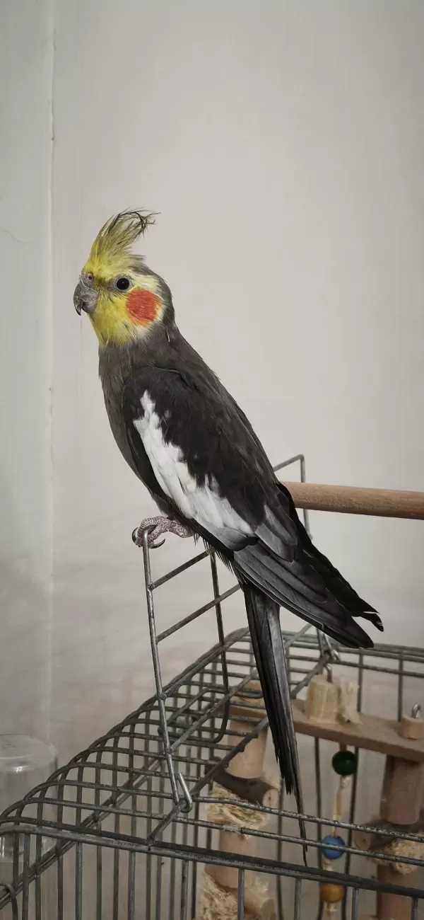 Sağlıklı Eşe Atmalık Sultan Papağanı