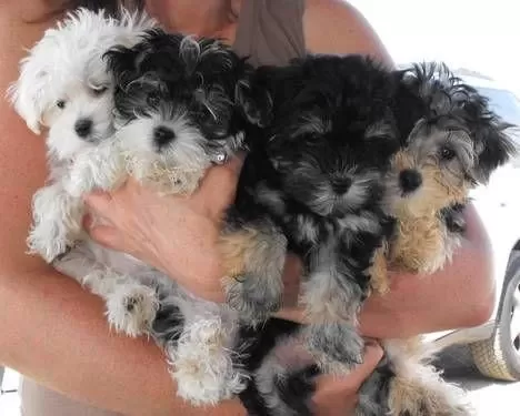 Morkie Yavrularımızı Canlı Görerek Alabilirsiniz