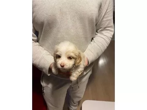 Minik Maltipoo Bebeğim