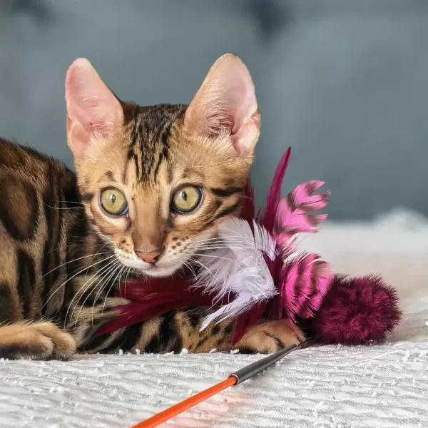 Üst Kaliteli Bengal Erkek