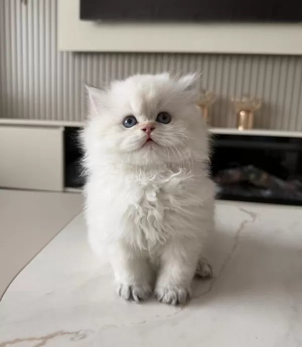 British Longhair Erkek Yavru