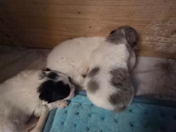 Üst Kalite Şecereli Pomeranian Boo