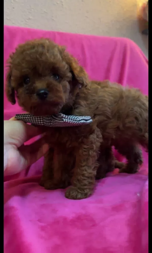 Teacup Kore Poodle Yavruları