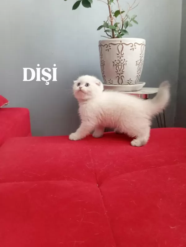 British Shorthair Kediler