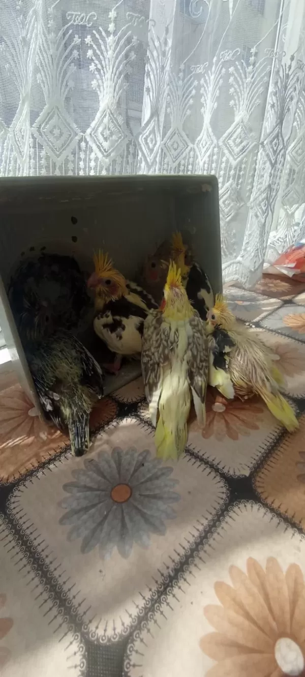 Sultan Papağanı Yeme Düştü El Beslemesi De Olur